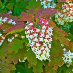 Hydrangea quercifolia