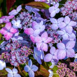 Hydrangea serrata