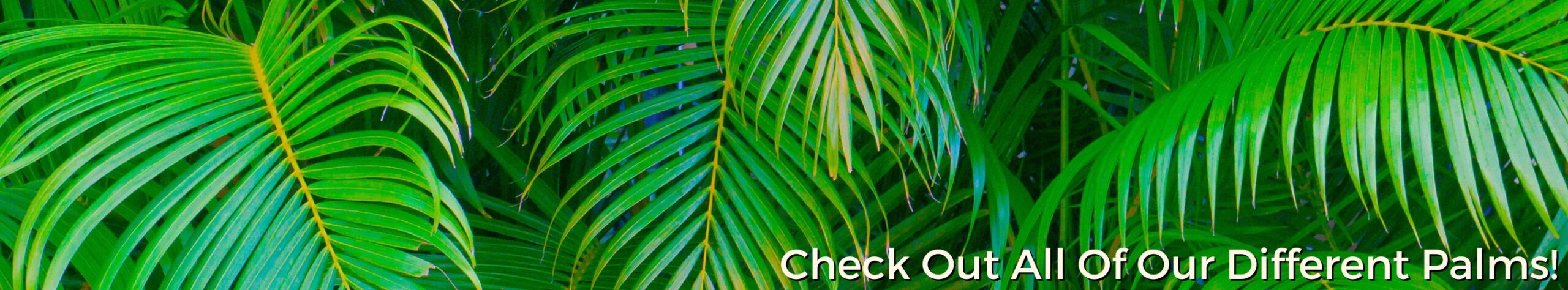 Palms