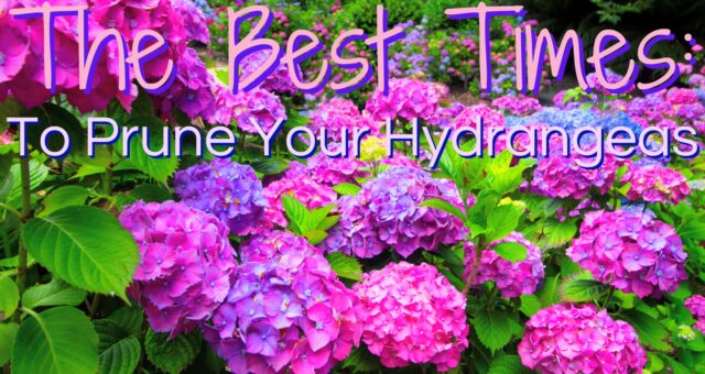 The Best Times To Prune Your Hydrangeas