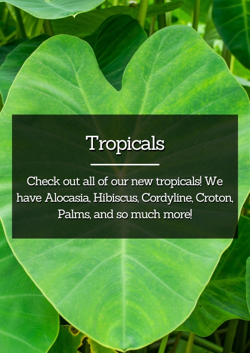 Tropicals Tropicals