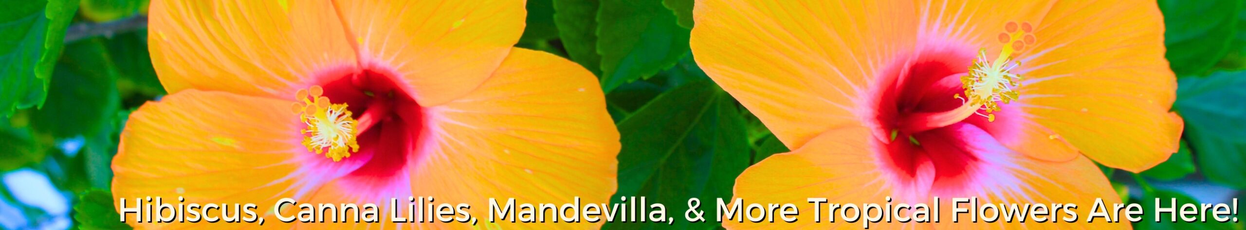 Tropical Flowers