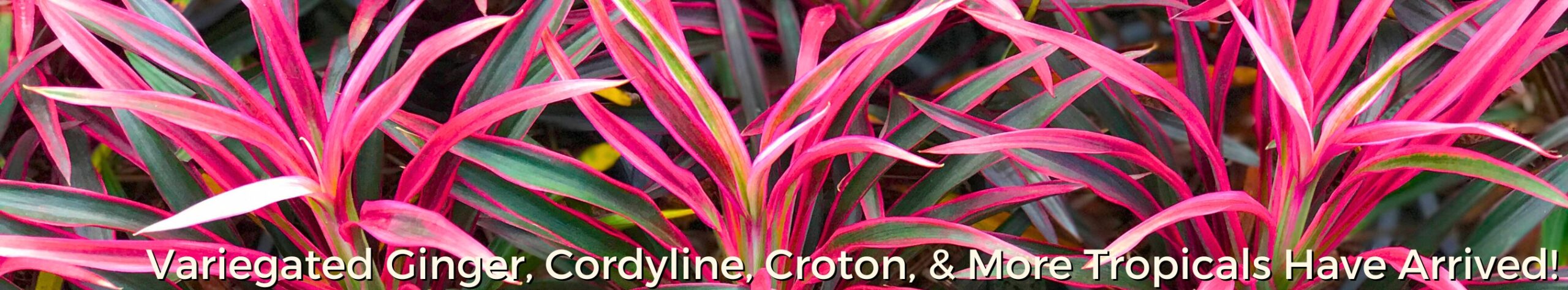 Tropical Foliage