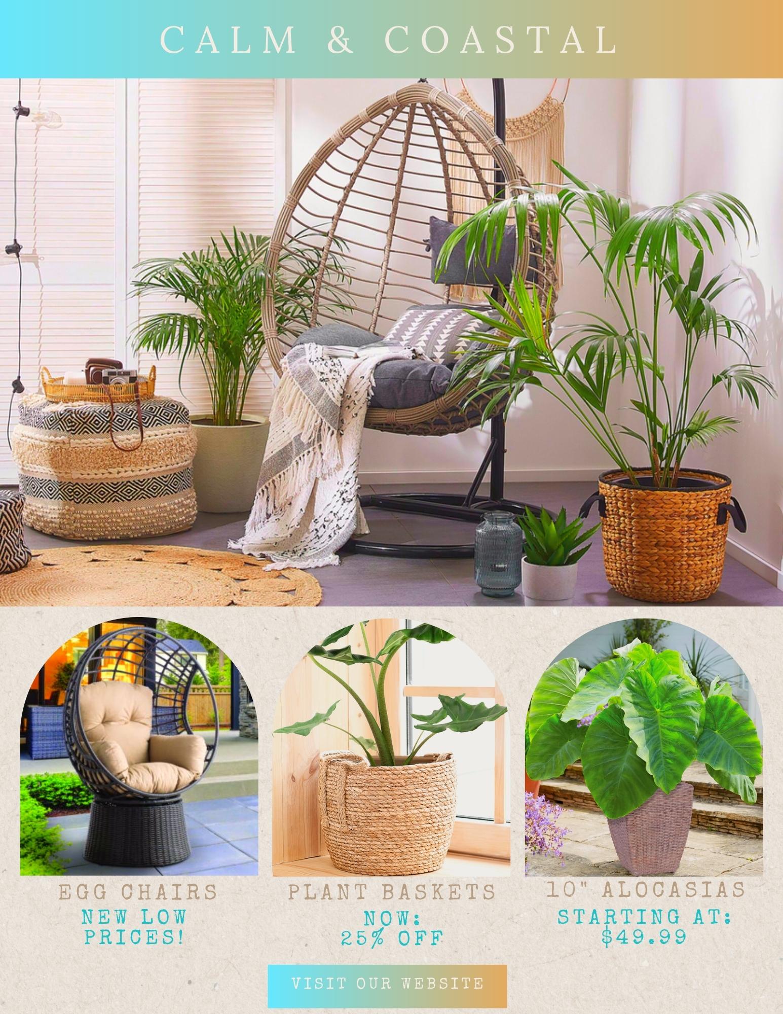 Plant Basket Sale