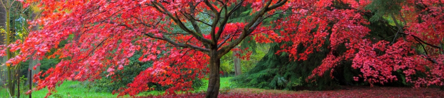 specimen tree