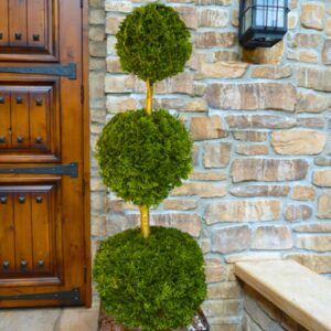 3-Ball Emerald Green Arborvitae Topiary