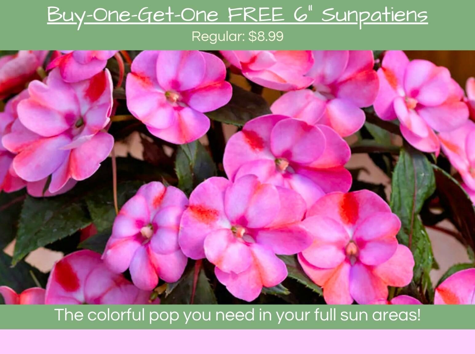 Sunpatiens