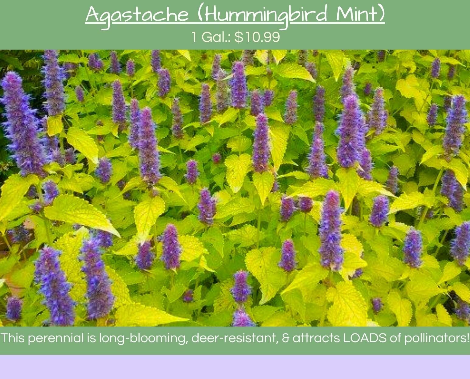 Agastache