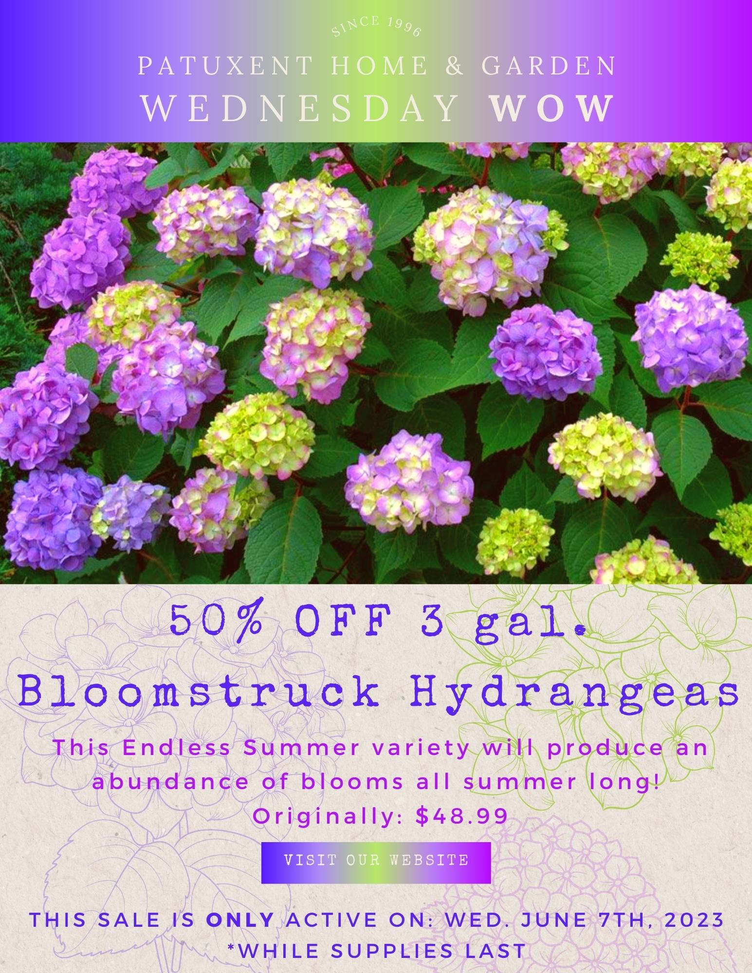 50% Off 3 gal. Endless Summer Bloomstruck Hydrangea