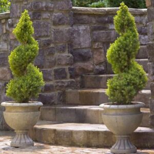 Alberta Spruce Spiral Topiary