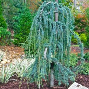 Blue Atlas Serpentine Cedar