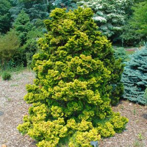 Golden Hinoki Cypress