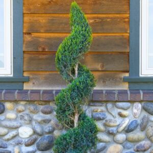 Juniper Spartan Spiral Topiary