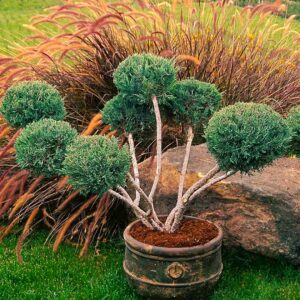 Hertz Blue Juniper Pom Pom Topiary