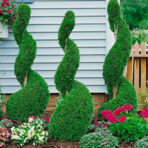 Emerald Green Arborvitae Spiral Topiary Emerald Green Arborvitae Spiral Topiary