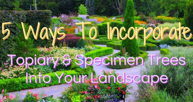 5 Ways To Incorporate Topiary & Specimen Trees Into Your Landscape