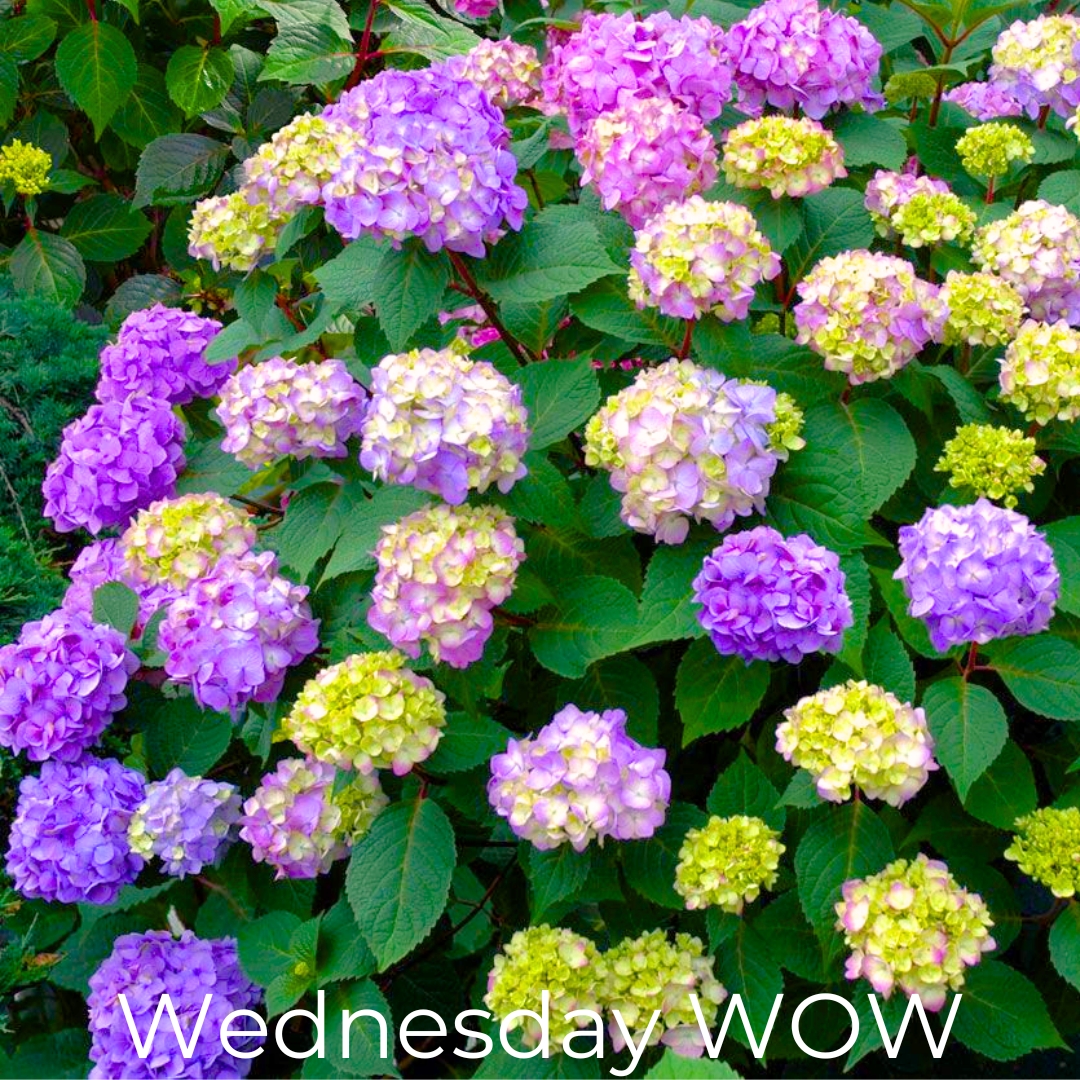 Endless Summer Bloomstruck Hydrangea