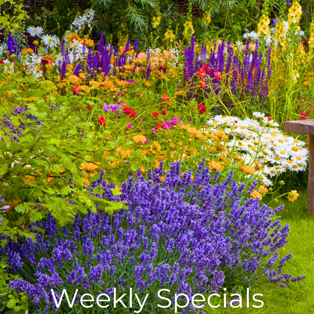 Patuxent Nursery Weekly Specials