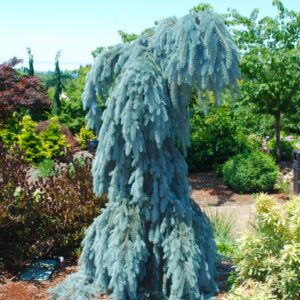 Weeping Blue Spruce