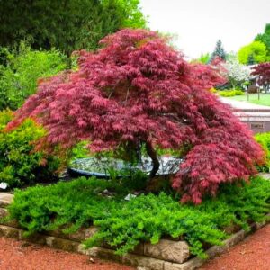 Weeping Japanese Maple