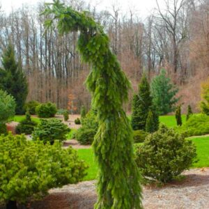 Weeping Serbian Spruce