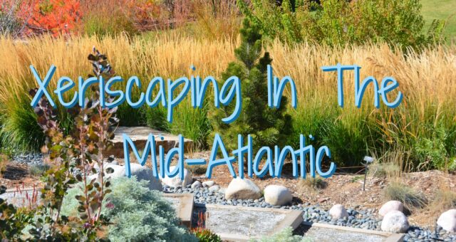 Xeriscaping In The Mid-Atlantic