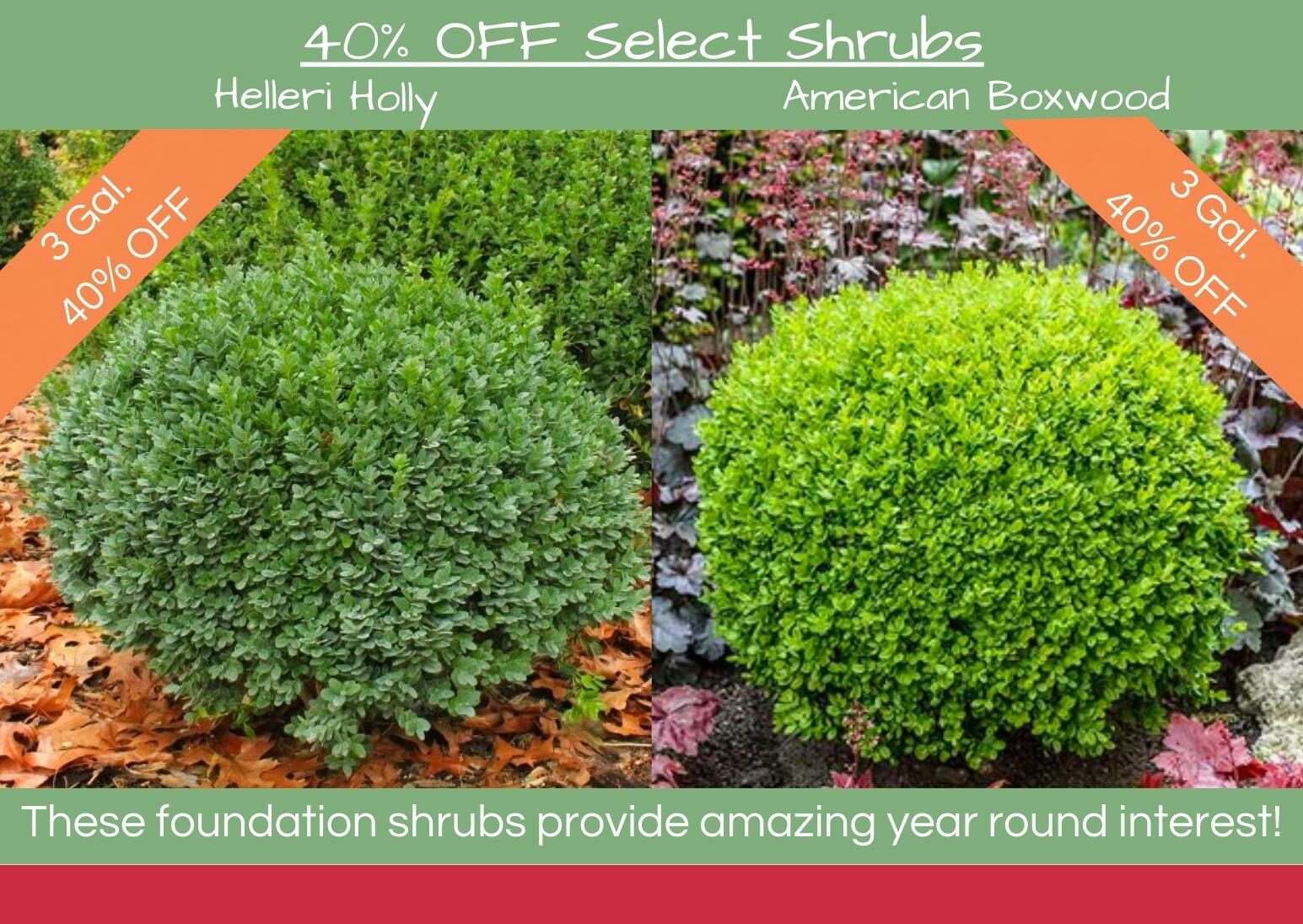 40% OFF Select Shrubs