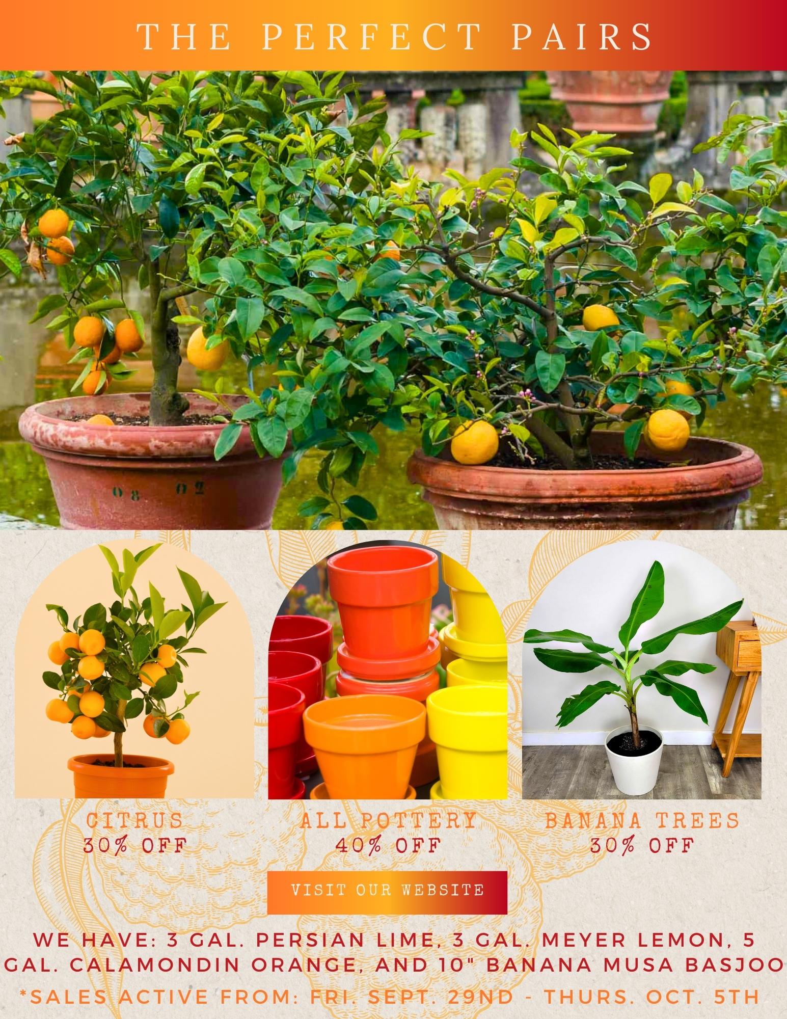 30% OFF Citrus and Bananas, and 40% OFF Pottery