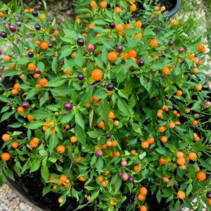 Hot Pops Ornamental Peppers