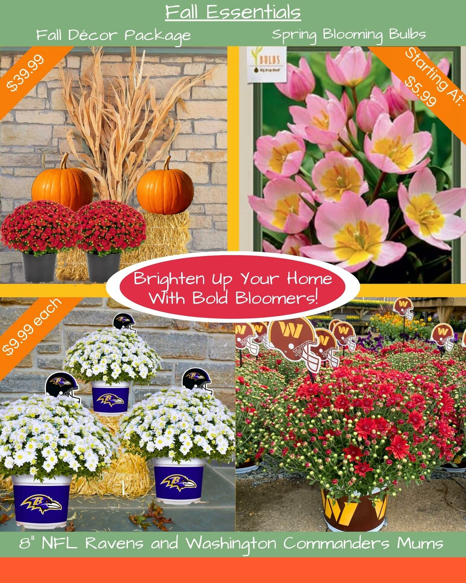 Fall Annuals
