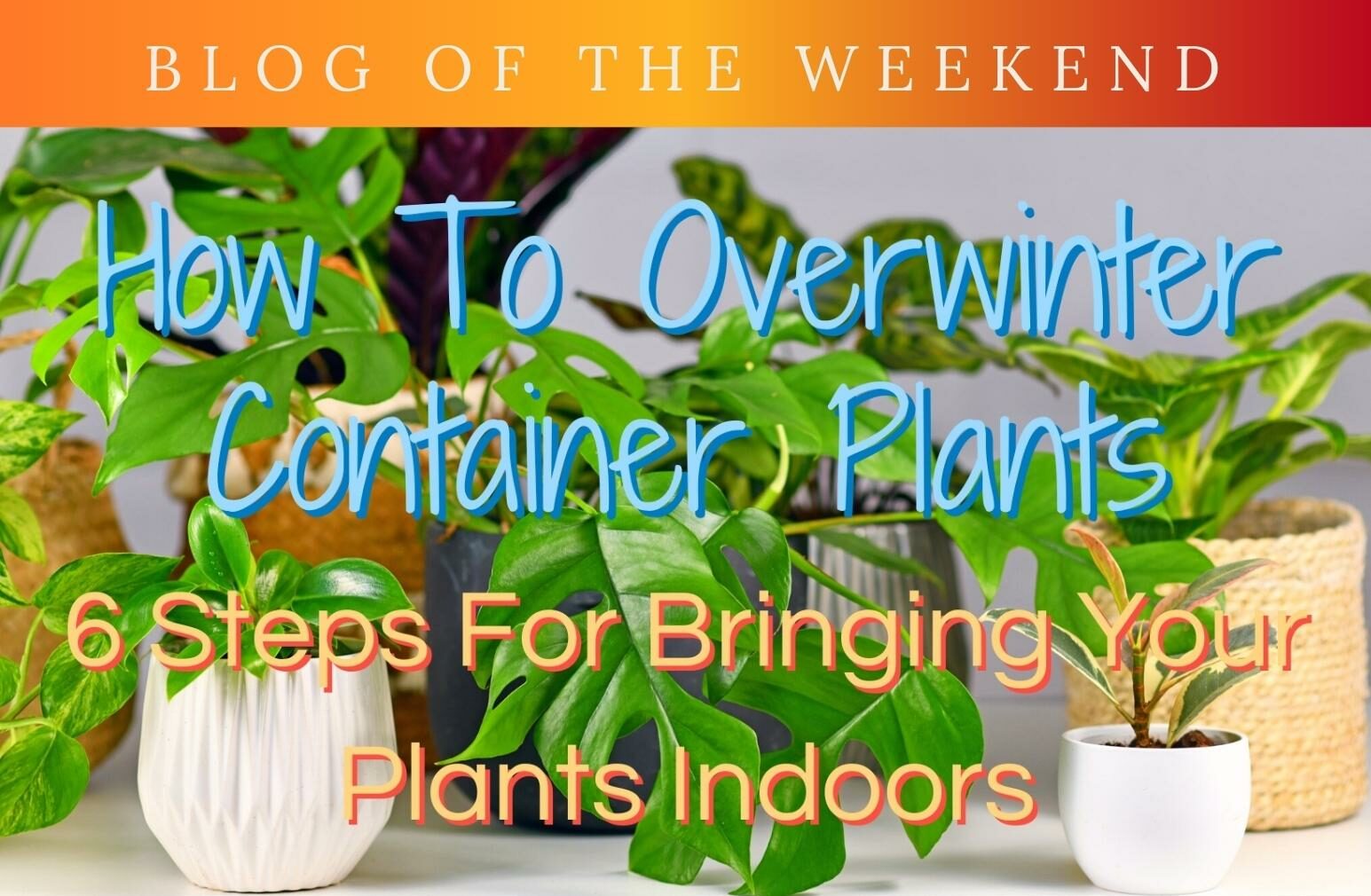 How To Overwinter Container Plants - 6 Steps For Bringing Your Plants Indoors