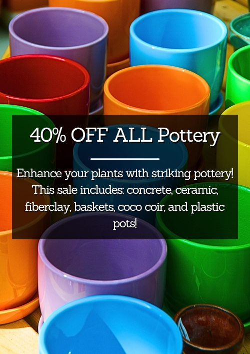 40% OFF ALL Pottery 40% OFF ALL Pottery