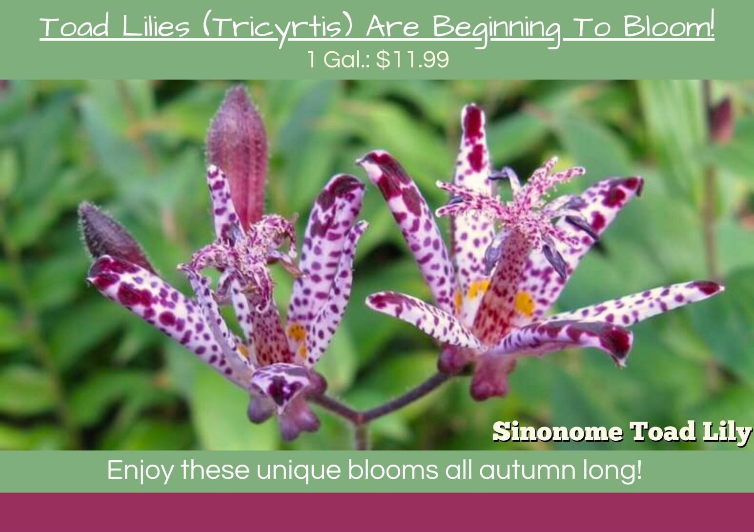 Toad Lilies Are Blooming