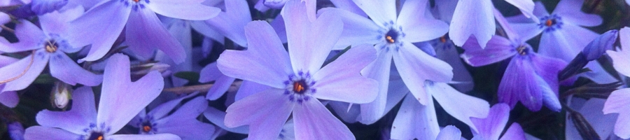 Creeping Phlox