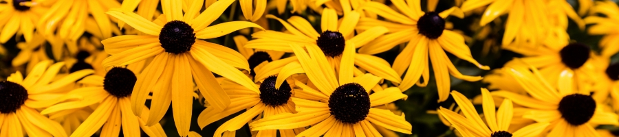 Black-Eyed Susan