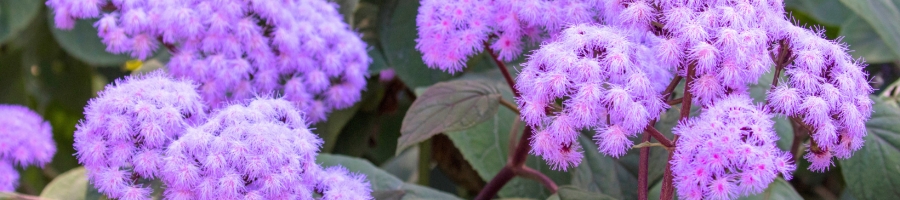 Blue Mist Flower