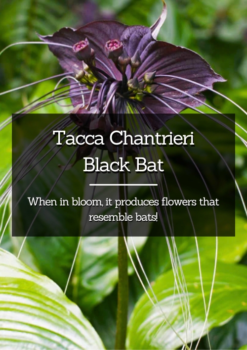 Black Bat Houseplant Black Bat Houseplant