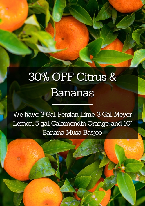 Citrus And Banana Sale Citrus And Banana Sale