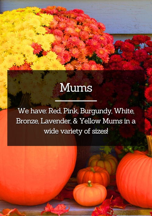 Mums Mums