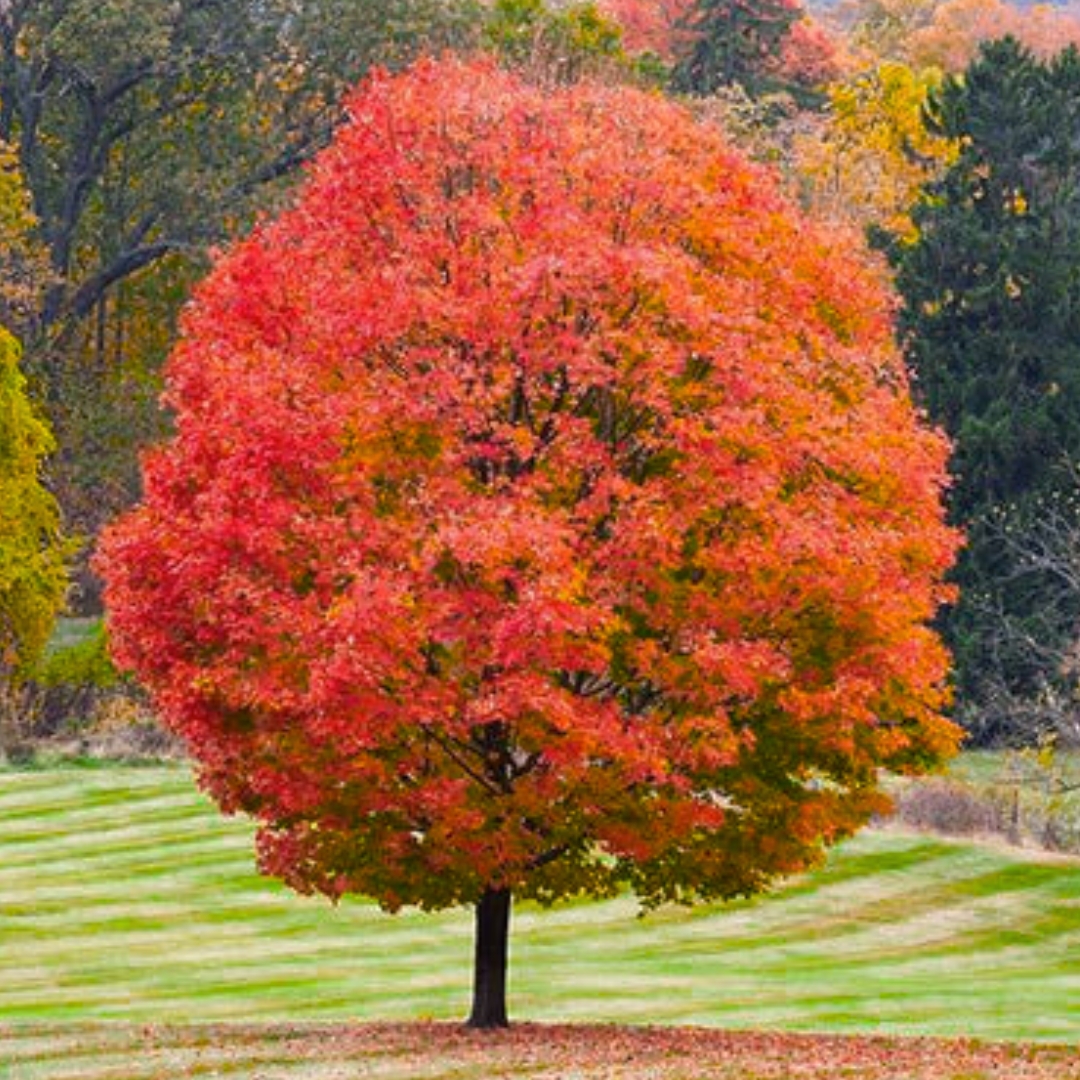 October Glory Red Maple Tree