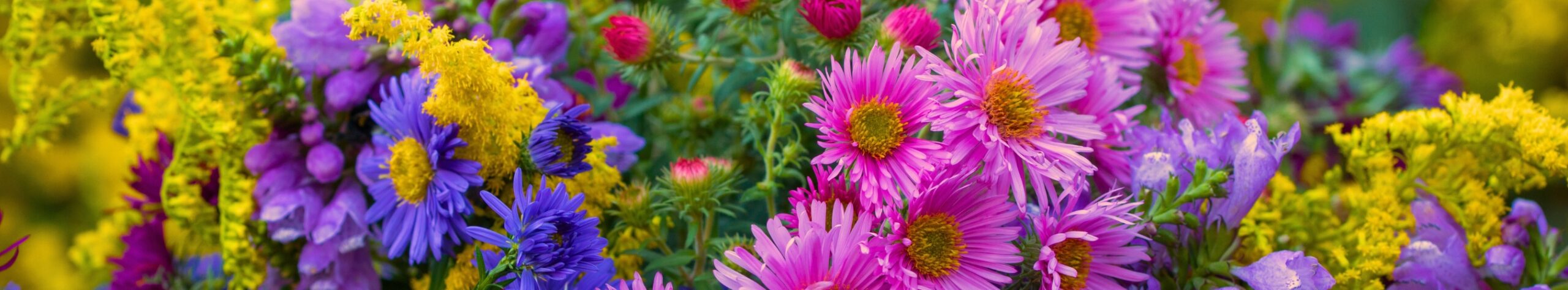 Fall Perennials Fall Perennials