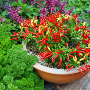 Ornamental Pepper in the Landscape