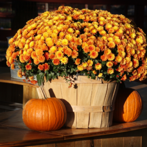 mums with pumpkins