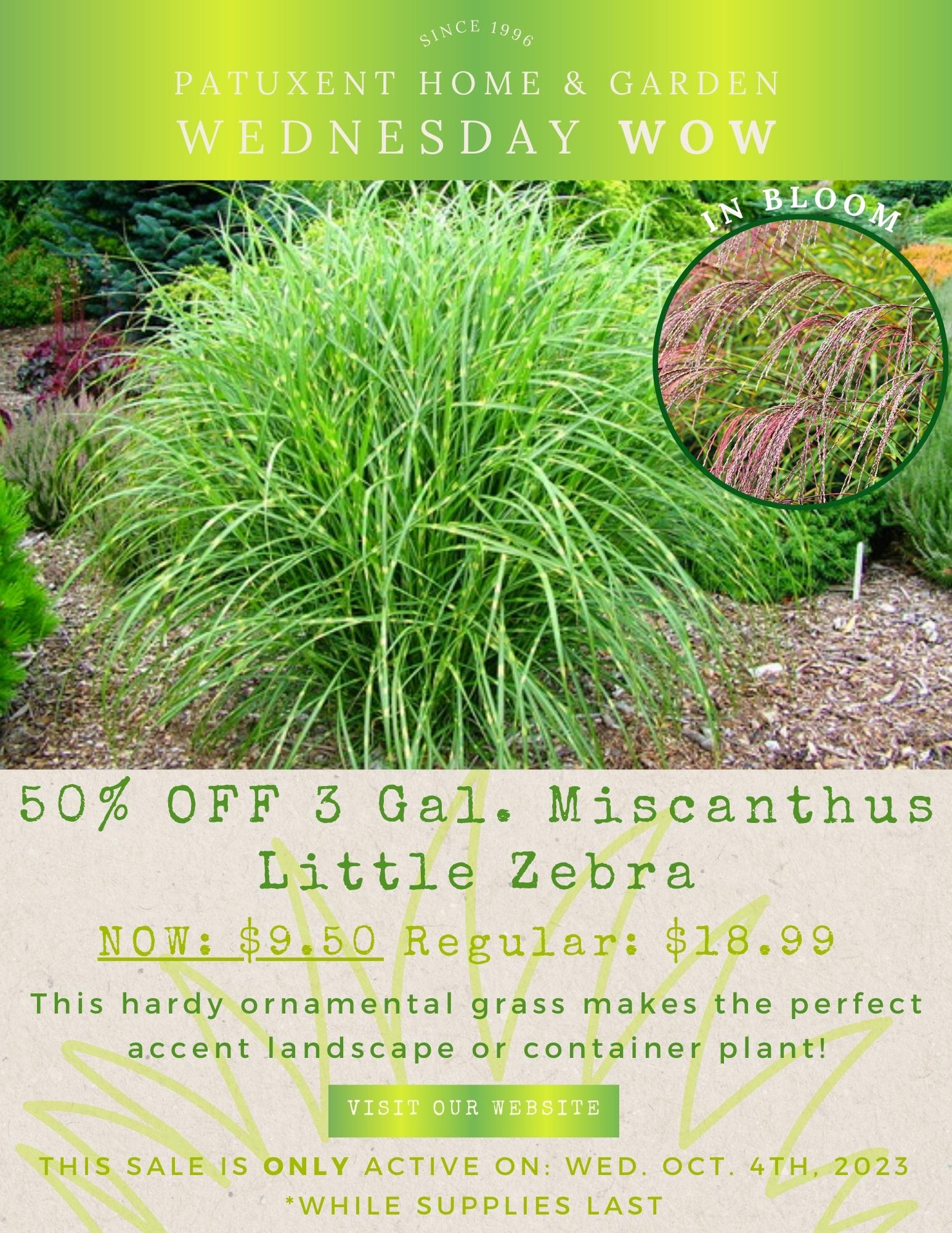 50% OFF 3 Gal. Miscanthus Little Zebra