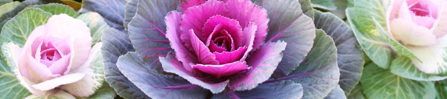 Ornamental Cabbage