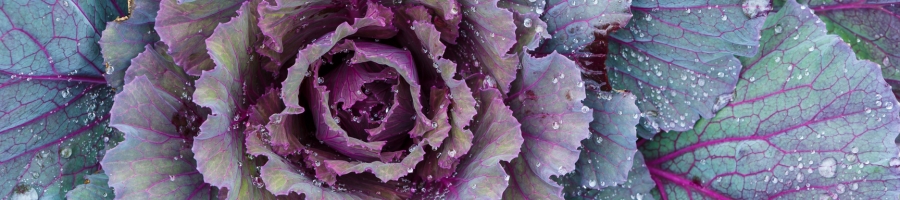 Ornamental Cabbage Kale