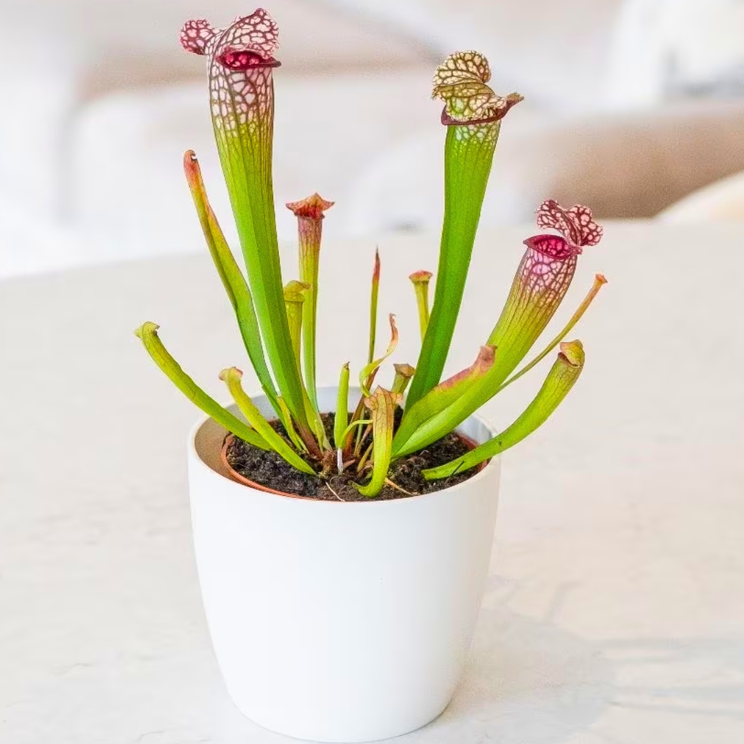 Pitcher Plant