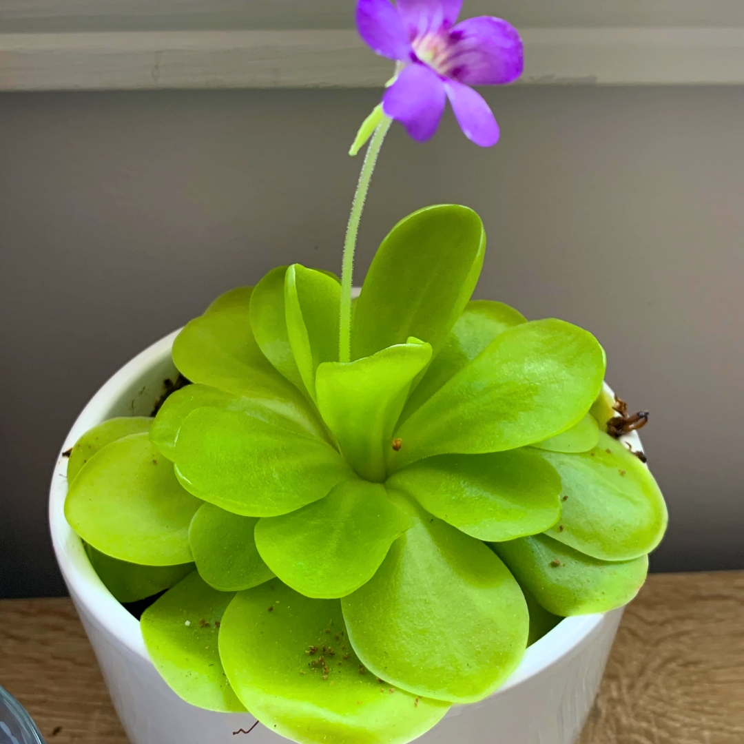 Butterwort