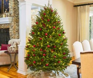 Fraser Fir