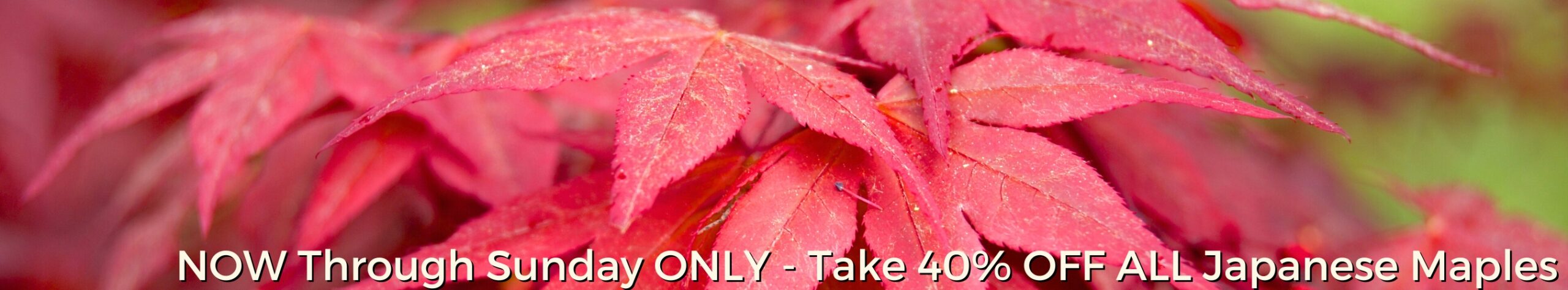 40% OFF ALL Japanese Maples